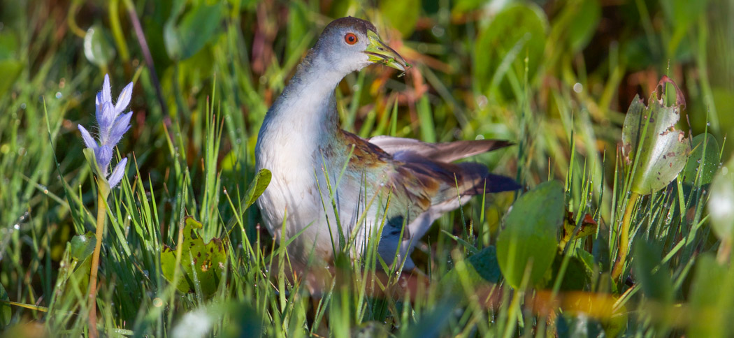 Azure-Gallinule
