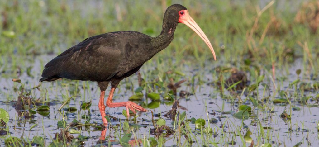 Bare-faced-Ibis