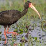 Bare-faced-Ibis