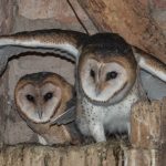 Barn_Owl