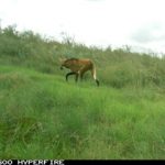 aguara_guazu320x24020240322