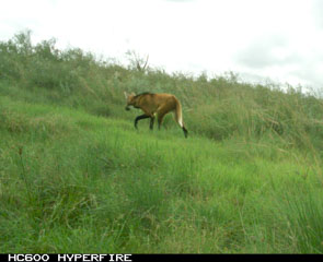 aguara_guazu320x24020240322