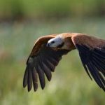 aguilucho_pampa20221008