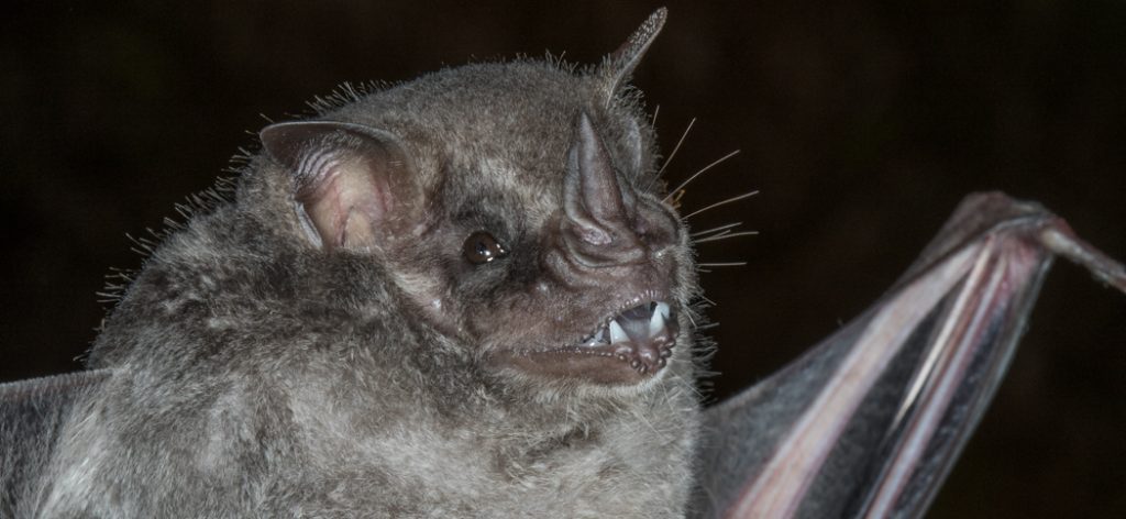 artibeus_fimbriatus
