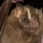 artibeus_lituratus