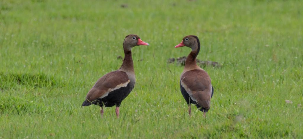 black-bellied_whistling_duck