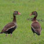 black-bellied_whistling_duck