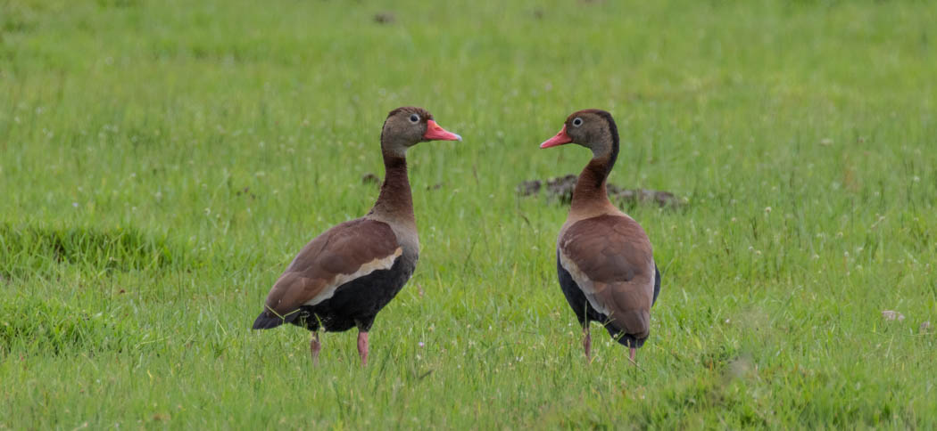 black-bellied_whistling_duck