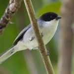 black-capped_warbling_finch