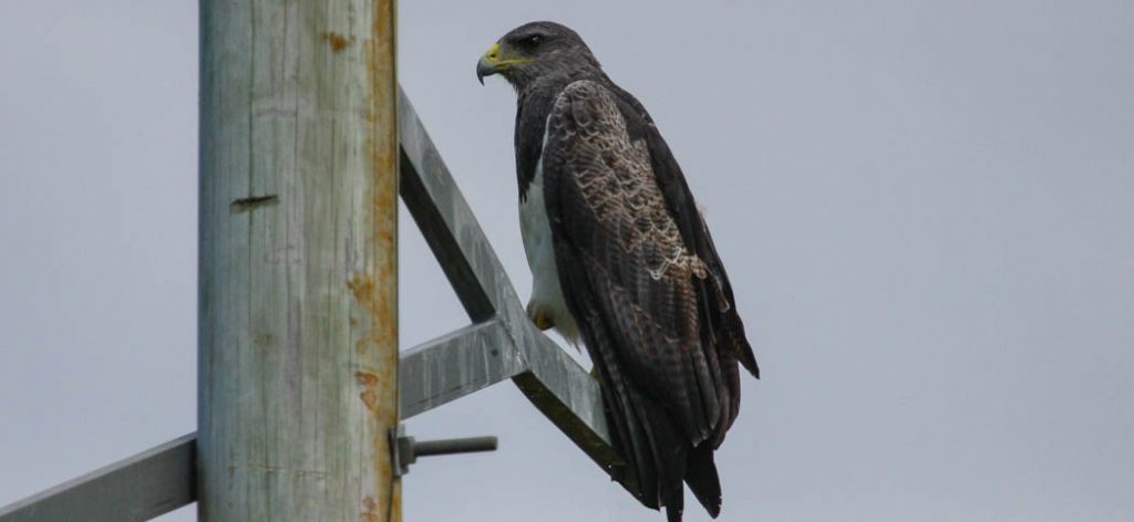 black-chested_buzzard_eagle