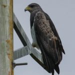 black-chested_buzzard_eagle