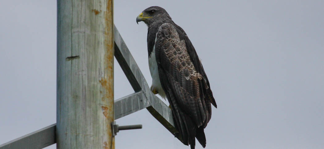 black-chested_buzzard_eagle