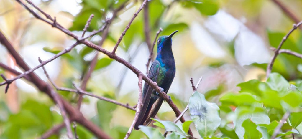 black-throated_mango