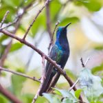 black-throated_mango
