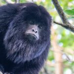 black_howler_monkey