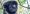black_howler_monkey