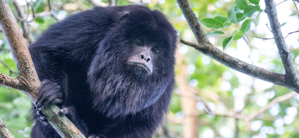 black_howler_monkey
