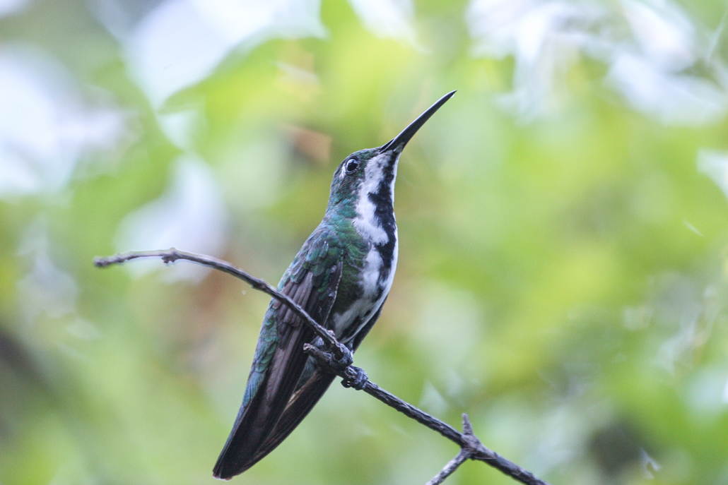black_mango_(female)