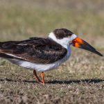 black_skimmer