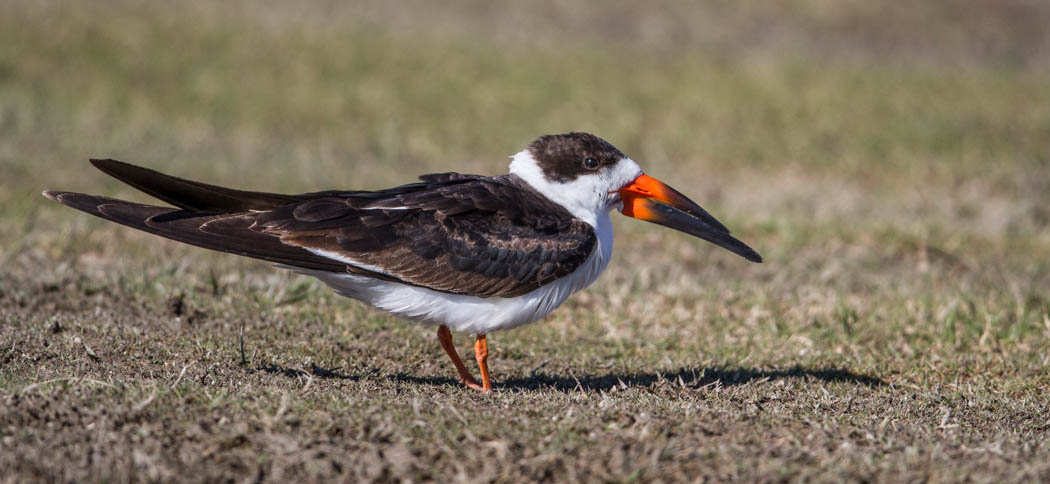 black_skimmer