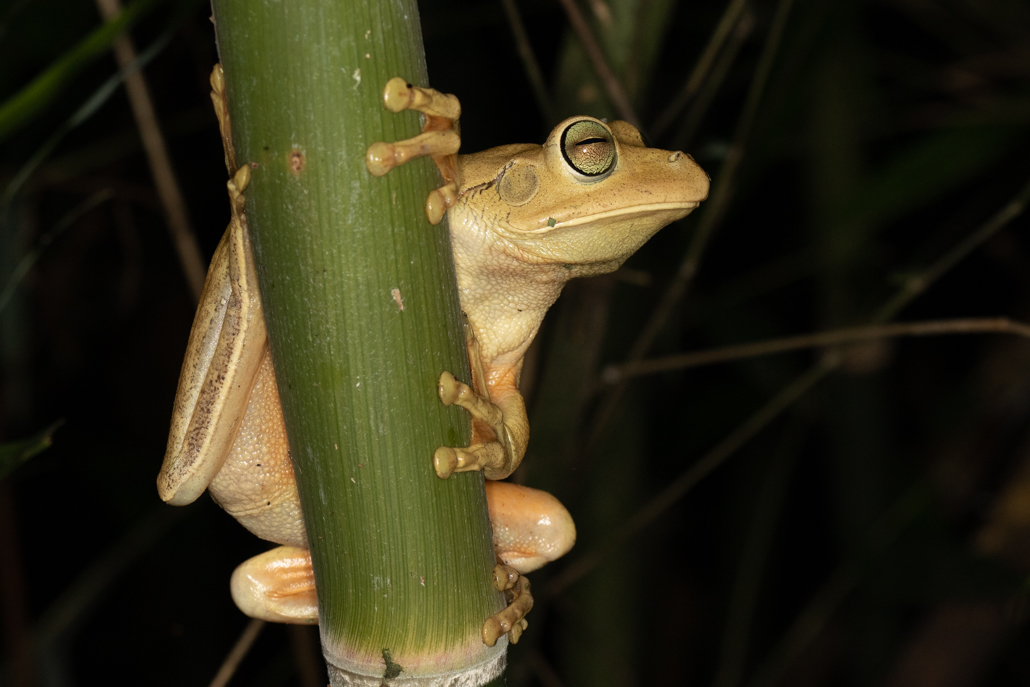 blacksmith_tree-frog