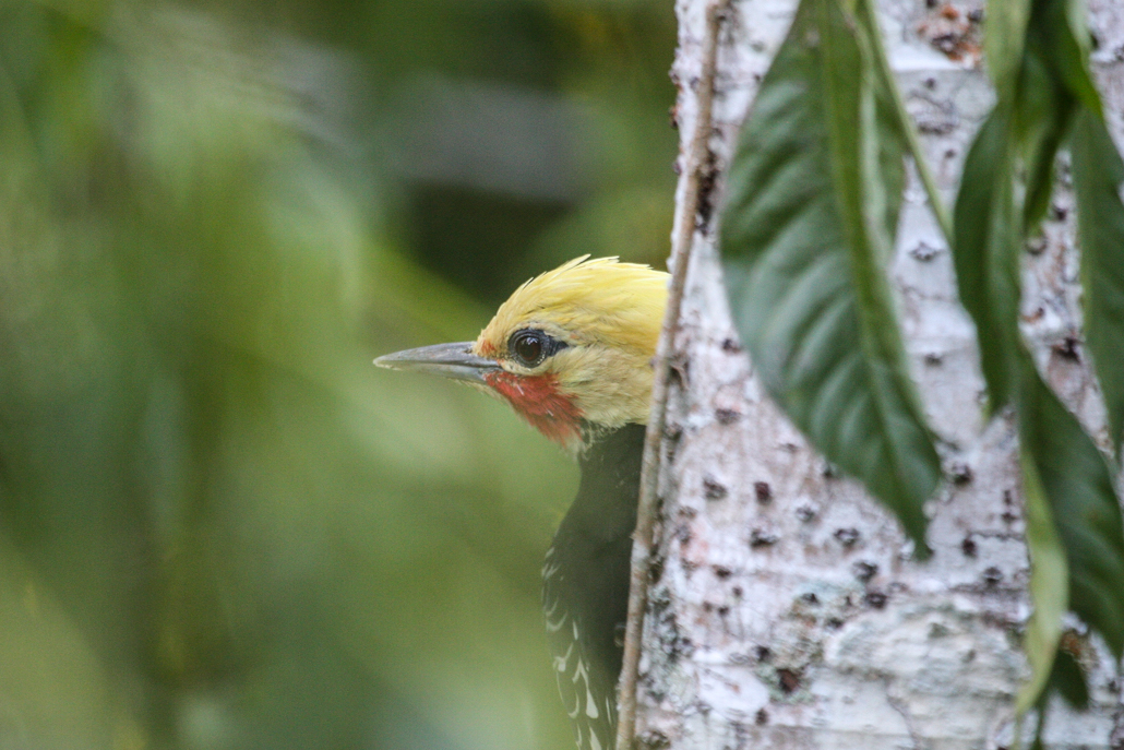 blonde-crested_woodpecker