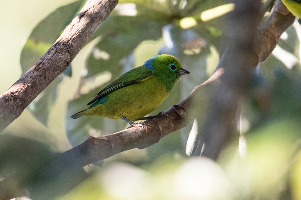 blue-naped_chlorophonia_(female)