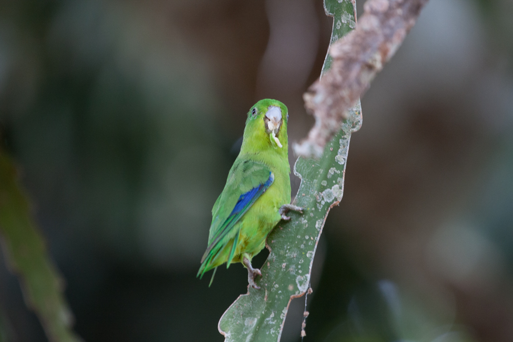 blue-winged_parrotlet