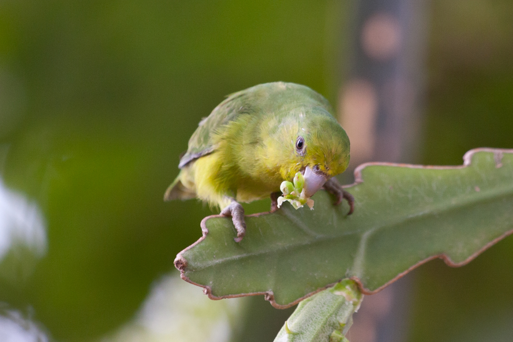 blue-winged_parrotlet_(female)