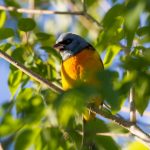 blue_and_yellow_tanager