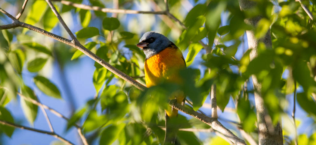blue_and_yellow_tanager