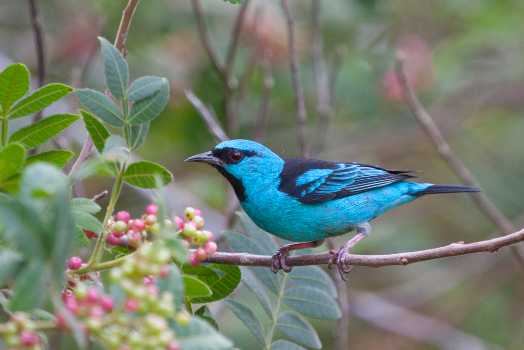 blue_dacnis