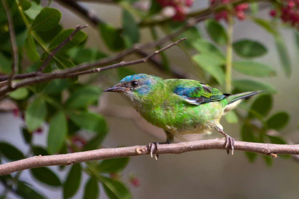 blue_dacnis_(female)