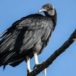 blue_vulture