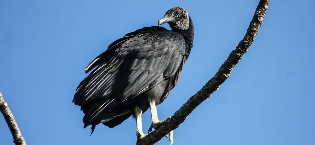 blue_vulture