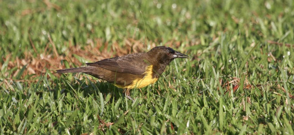 brown_&_yellow_marshbird
