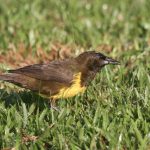 brown_&_yellow_marshbird