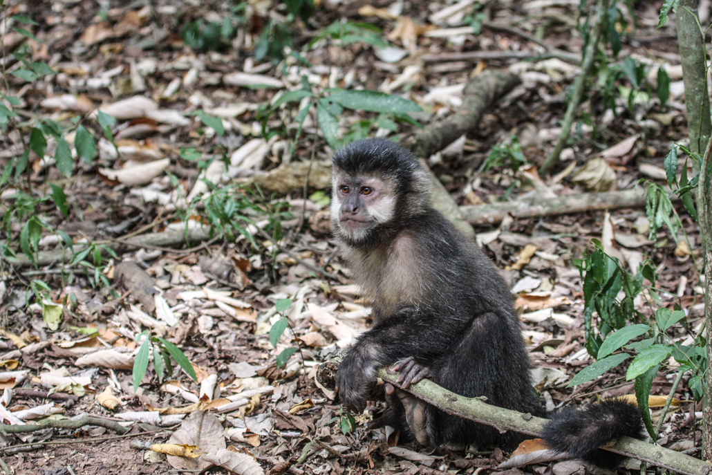 brown_capuchin_monkey