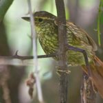buff-browed_foliage-gleaner