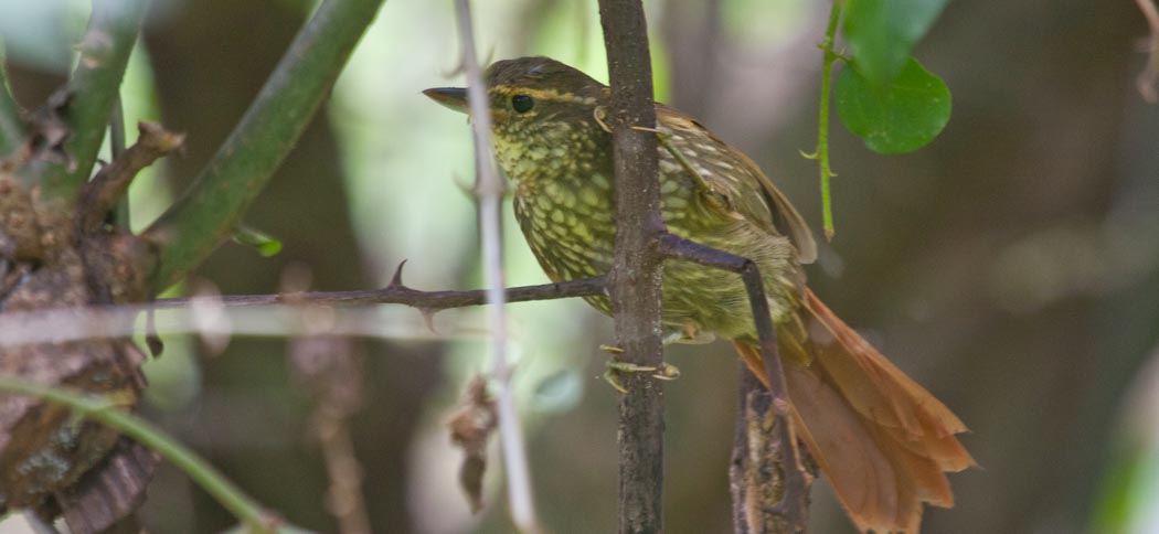 buff-browed_foliage-gleaner