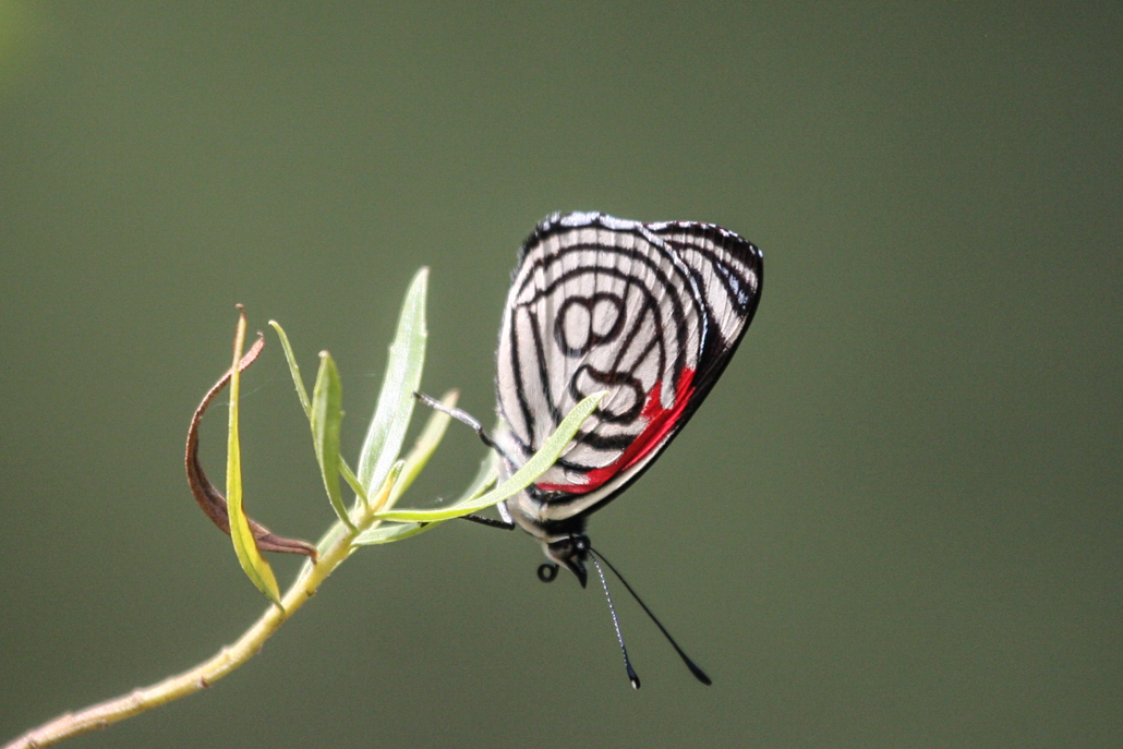 butterfly_-_eighty_eight