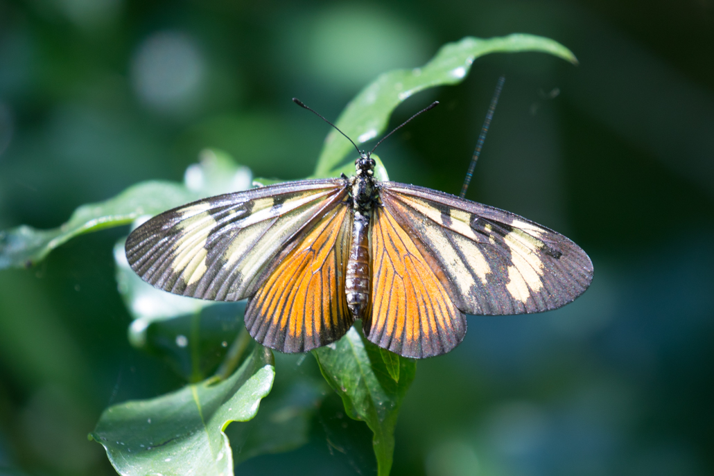 butterfly_-_unknown