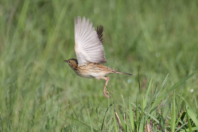 cachirla dorada