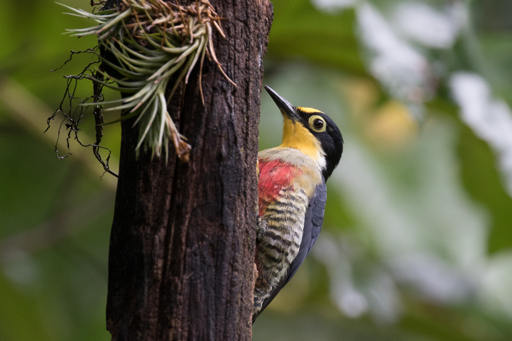 carpintero_arcoiris