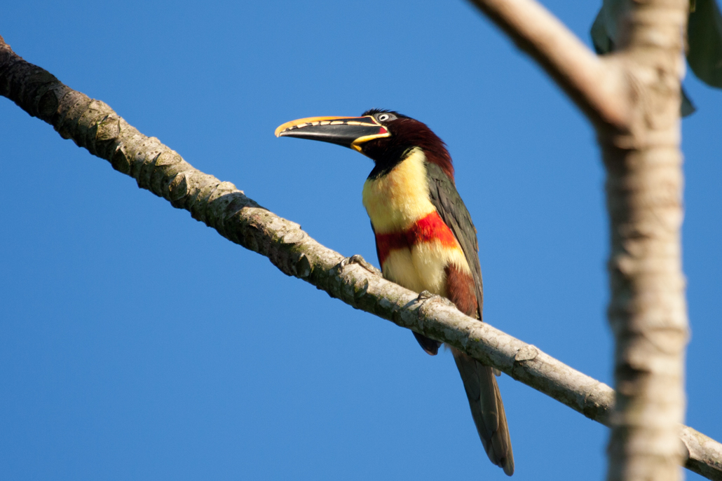 chestnut-eared_aracari