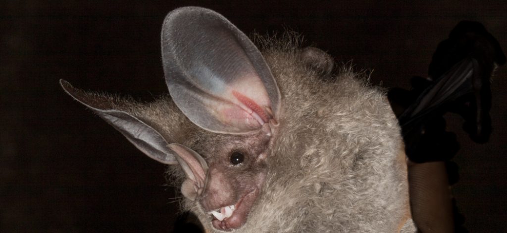 chrotopterus_auritus