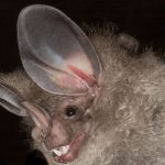 chrotopterus_auritus