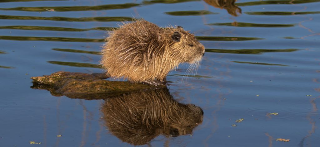 coypu