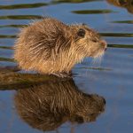 coypu