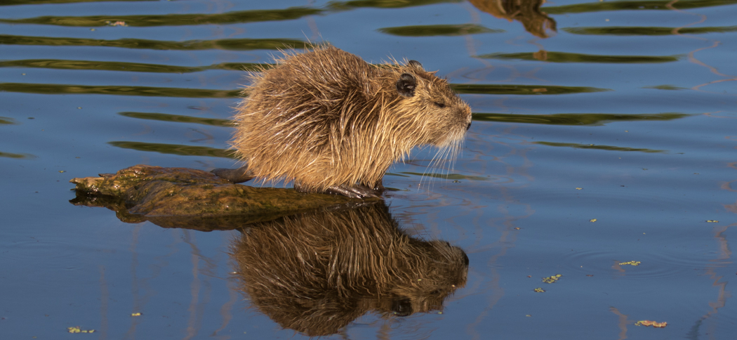 coypu